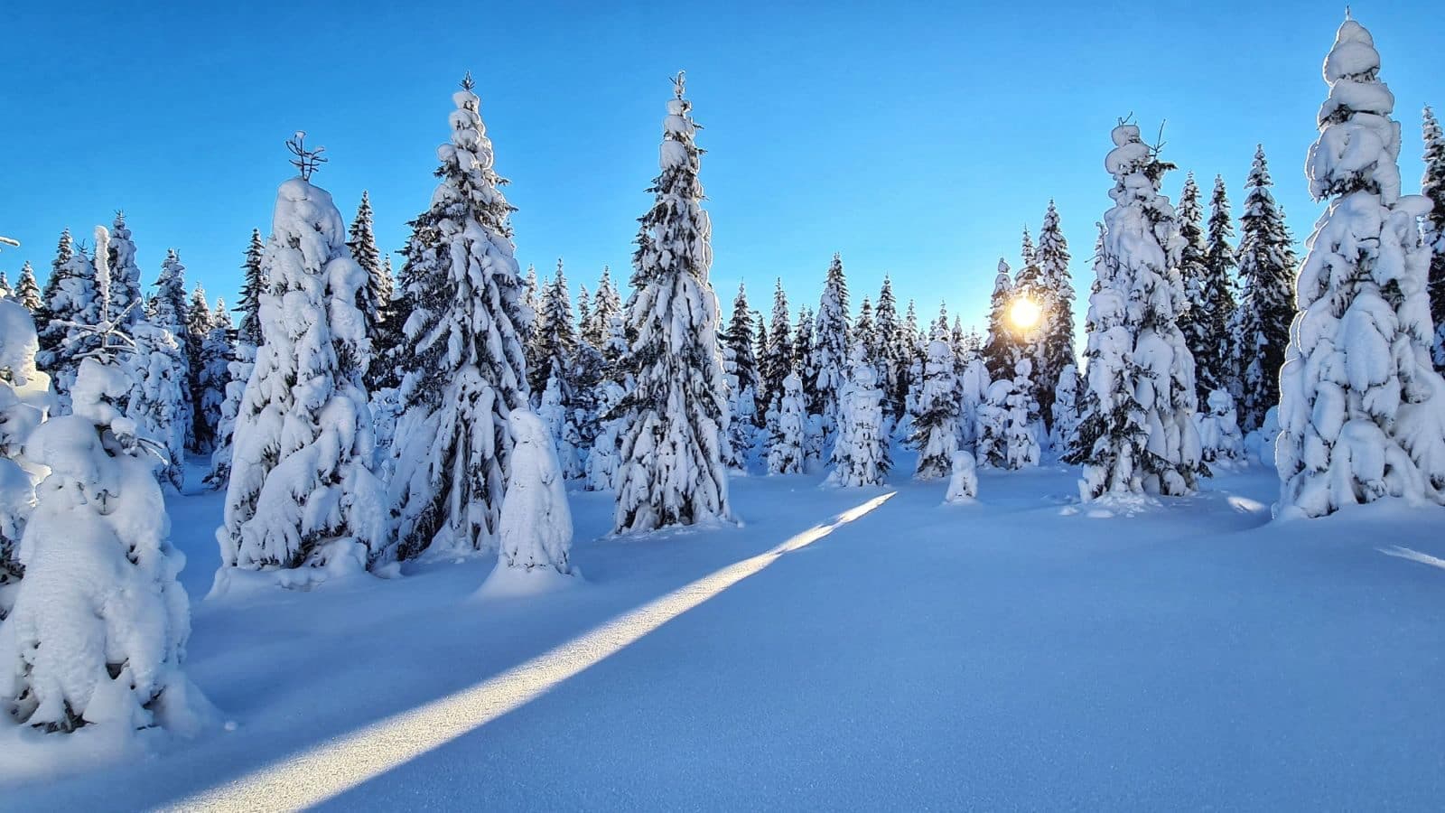 Snødekte grantrær klar blå himmel med sollys som treffer snøen.