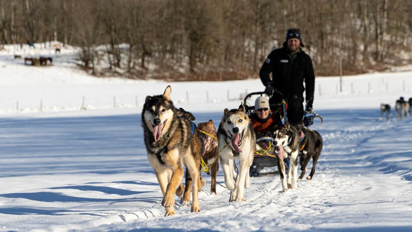 Hundekjøring på vinterstid